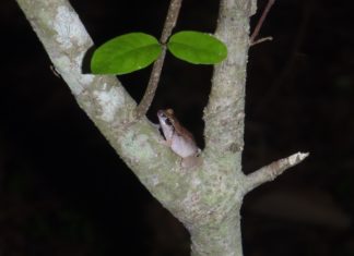 Radio-tracking, tree frogging, tree planting and more…