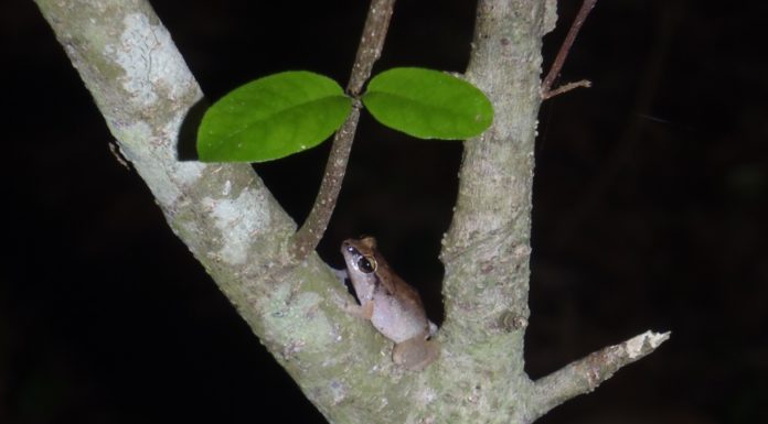 Radio-tracking, tree frogging, tree planting and more…