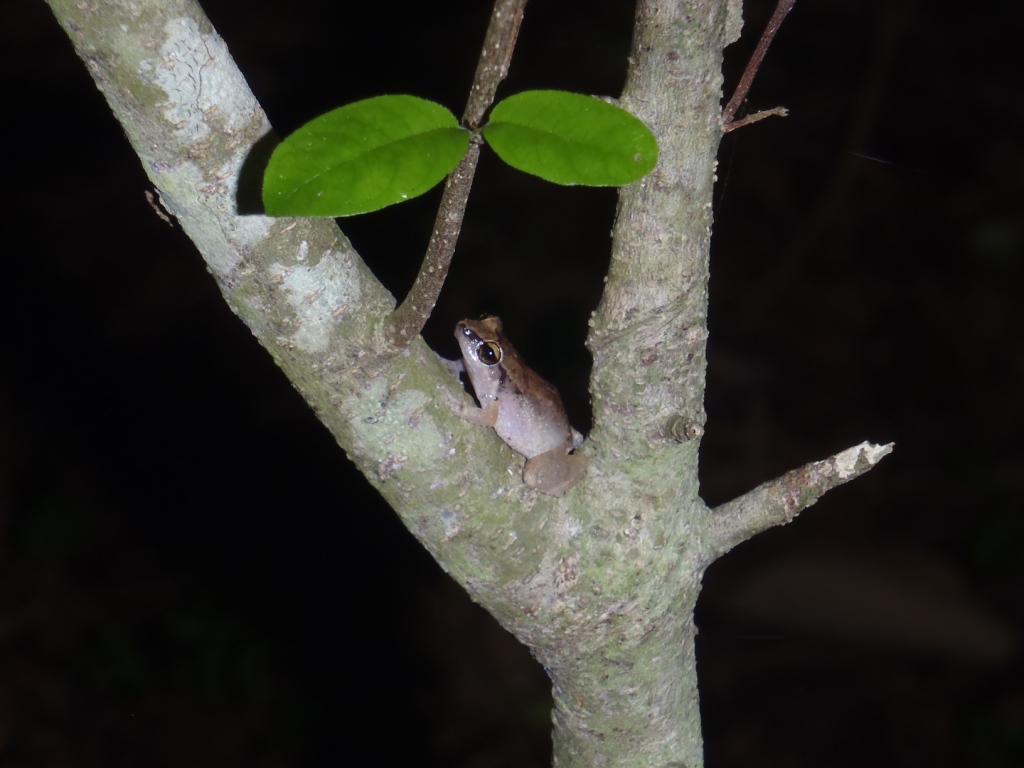 Lesser Antillean whistling frog (Eleutherodactylus johnstonei) ©Sarah-Louise Adams