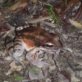 Mountain chicken eating a tarantula 1