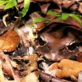 Peeking frog ©Emma Downie