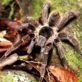 Montserrat Tarantula ©Emma Downie