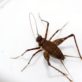 Cave cricket ©Emma Downie