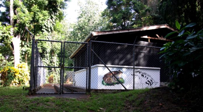 Greetings from Dominica