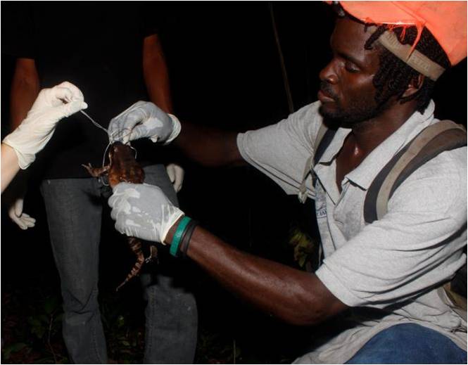 Weighing the surviving mountain chicken ©Andrew Routh