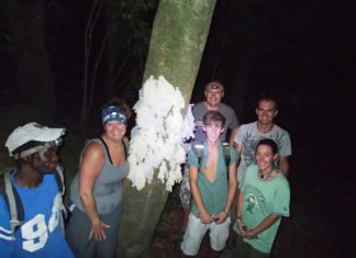 One frog, two frog, tree frogs!