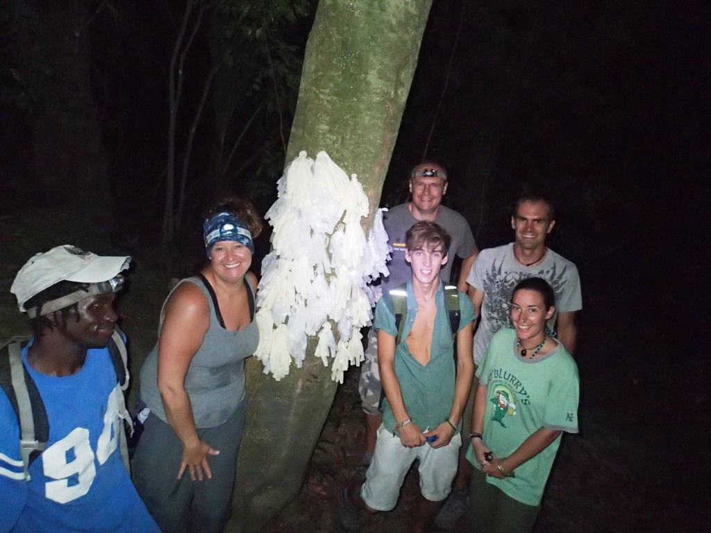 Coral Cay Conservation assisting the Mountain Chicken Project in tree frog swabbing on Montserrat ©Sarah-Louise Adams