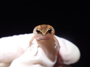 Eleutherodactylus johnstonei in Montserrat ©Sarah-Louise Adams