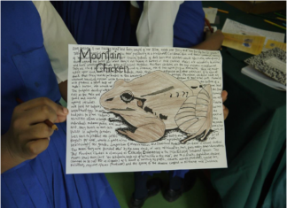 Mountain Chicken Day!!!