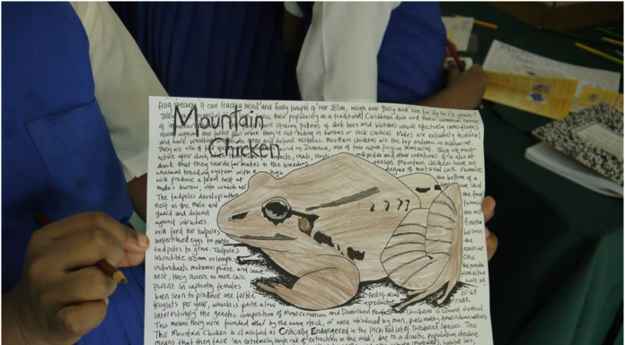 Mountain Chicken Day!!!