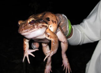 The team in Dominica report on 2014 in the field so far!