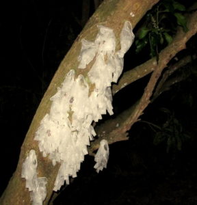 Processed treefrogs pinned to a tree waiting for release at the end of the survey