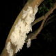 Processed treefrogs pinned to a tree waiting for release at the end of the survey