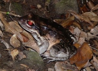 Montserrat mountain chicken translocation blog part 2.