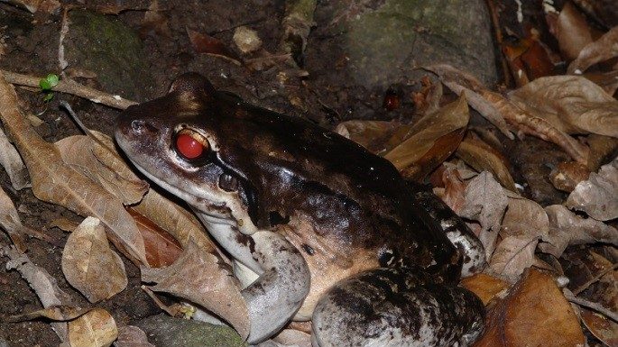 Montserrat mountain chicken translocation blog part 2.