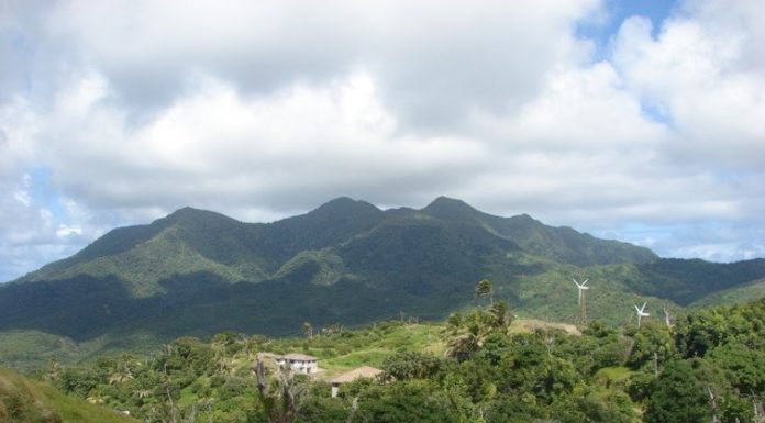 Montserrat mountain chicken translocation blog part 3