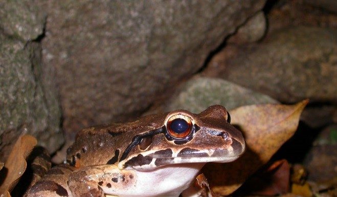 Montserrat mountain chicken translocation blog part 1