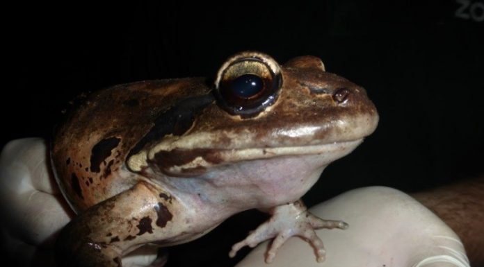 Montserrat mountain chicken translocation blog part 5