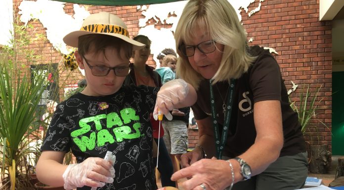 Mountain Chicken Week Update & Frog Friends Event at Jersey Zoo