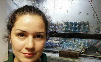 Get to know Cheska our “Mountain Chicken Queen”!