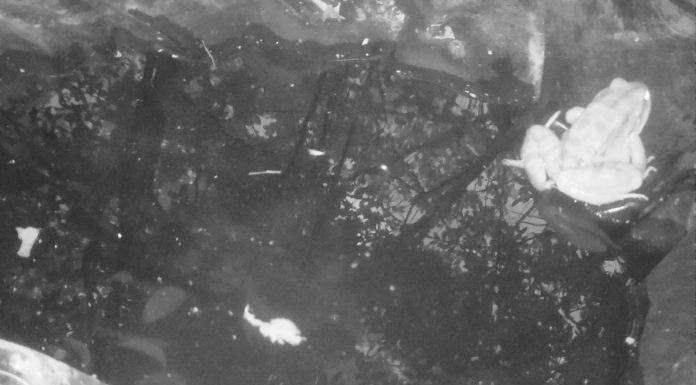 Making a Splash with New Pond Equipment!