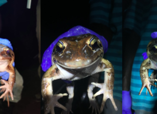 Mountain Chicken Mugshots