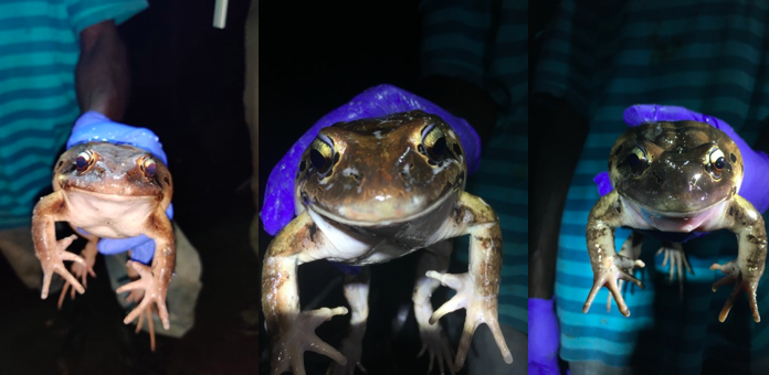 Mountain Chicken Mugshots