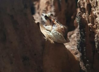 Treefrog surveys – Trials and Tribulations from the Field