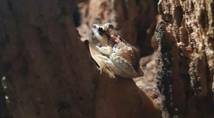 Treefrog surveys – Trials and Tribulations from the Field