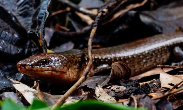 Fantastic Beasts and Where We Found (Most of) Them