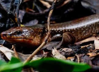 Fantastic Beasts and Where We Found (Most of) Them