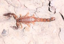 Trick or Treat! Spooky Snacks for our Mountain Chickens