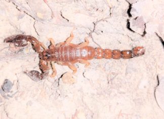 Trick or Treat! Spooky Snacks for our Mountain Chickens