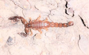 Trick or Treat! Spooky Snacks for our Mountain Chickens