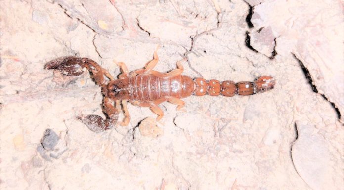 Trick or Treat! Spooky Snacks for our Mountain Chickens